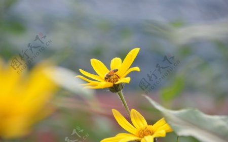 菊芋花蜜蜂采蜜图片