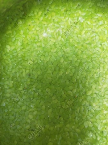 绿色藻类浮游植物小草绿色图片