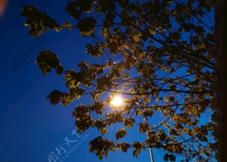 灯光下的树叶图片