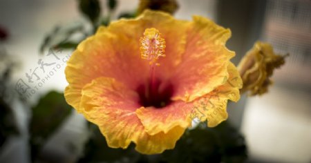 木槿花图片