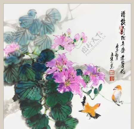 二十四节之大雪紫荆李达人图片