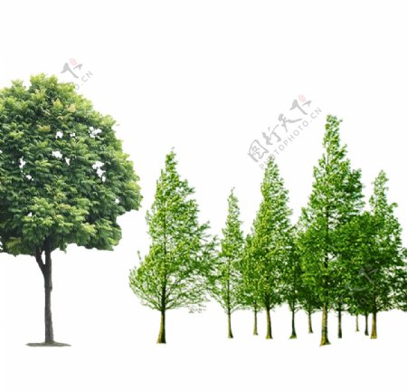 一组树右面几棵树是一个层图片