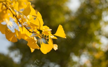 黄色银杏秋季背景海报素材图片