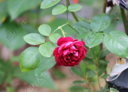 粉色玫瑰月季牡丹自然摄影图片