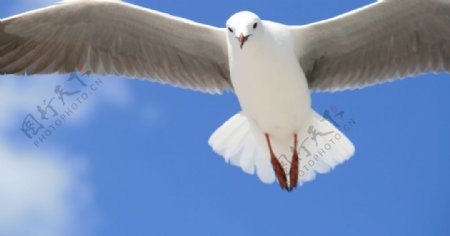 白色鸽子飞行蓝色天空图片