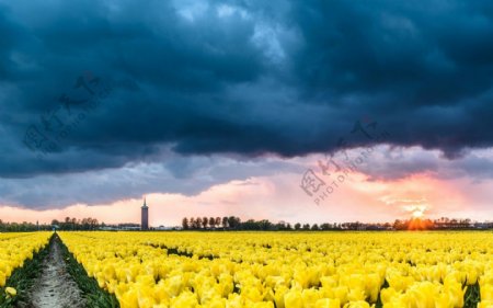 荷兰黄色郁金香花田图片
