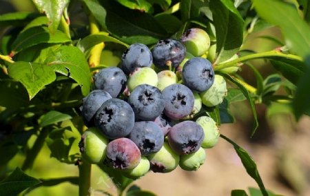 枝头上成熟的蓝莓图片