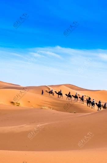 沙漠中的骆驼队图片