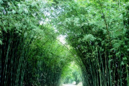 竹林路图片