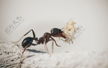 螞蟻圖片