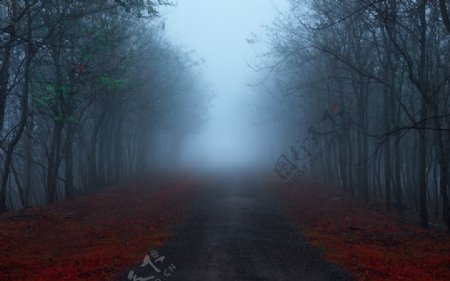 森林浓雾户外背景海报素材图片