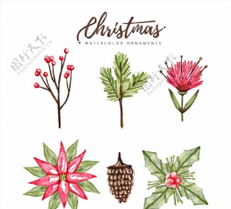 水彩绘圣诞植物图片