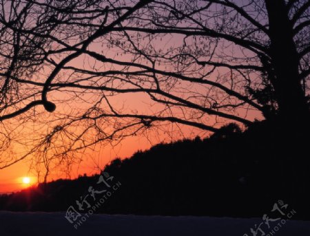森林的夕阳美景图片