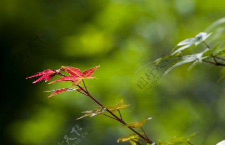 鸡爪槭枫叶图片