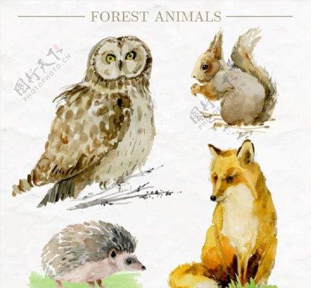 彩绘森林动物图片