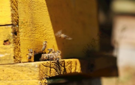 蜜蜂养蜂图片