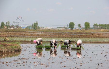水稻插秧五常大米稻花香米图片