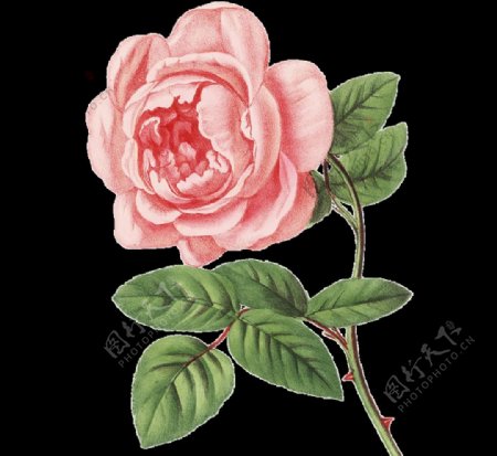 手绘玫瑰花素材图片