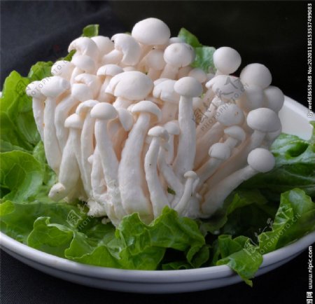 菌白玉菇图片