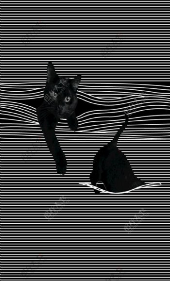 猫咪数码印花图片