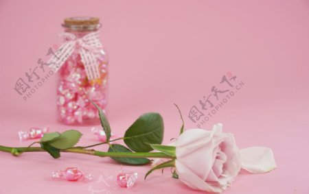 粉色底板玫瑰花摄影图图片