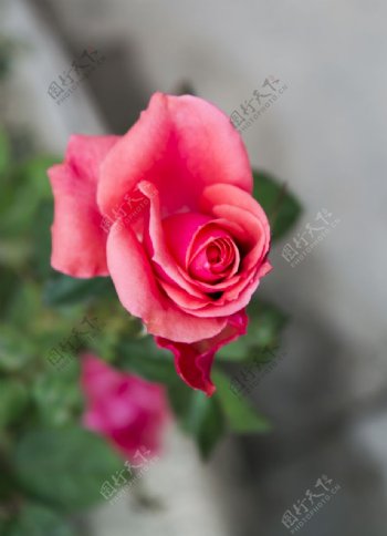鲜花摄影素材正在开放的玫瑰图片
