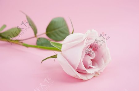 粉色玫瑰花特写图片