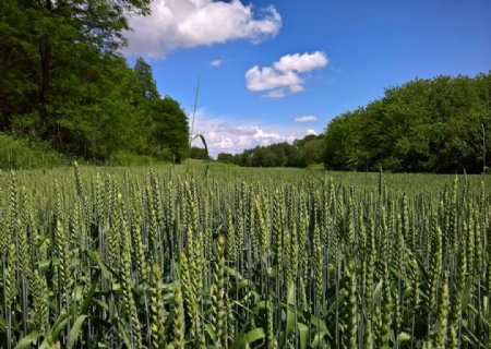 春季麦子地图片