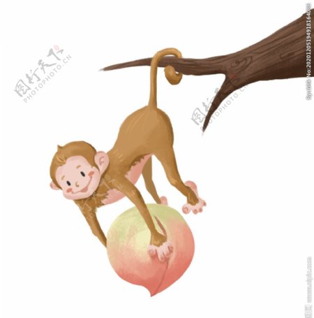 倒挂疏枝抱桃子的猴子插画图片