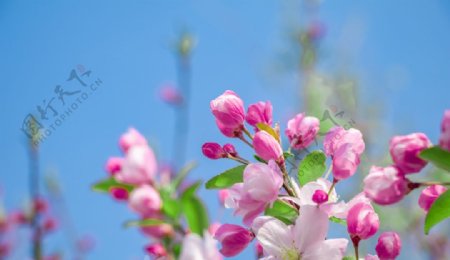 蓝天白云下的海棠花高清素材图片