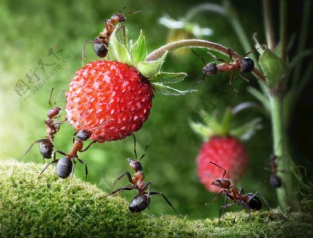 蚂蚁采摘草莓图片