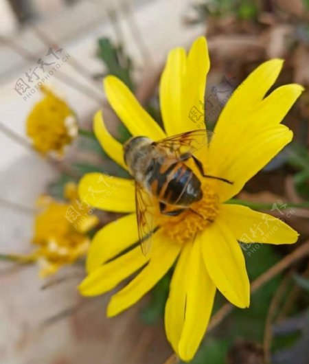 蜜蜂采花圖片