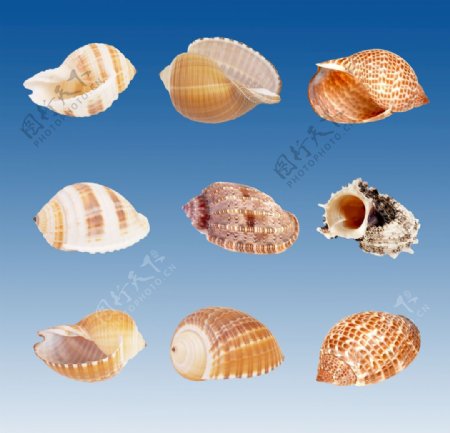 海螺贝壳图片