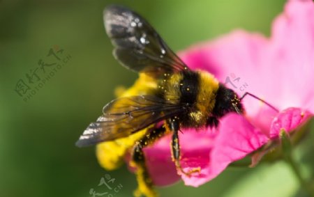 蜜蜂圖片