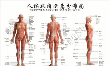 人体肌肉示意分布图图片