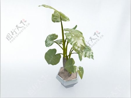 大叶绿色植物盆栽3d模型下载