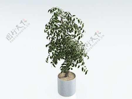 小叶绿植盆栽3d模型下载