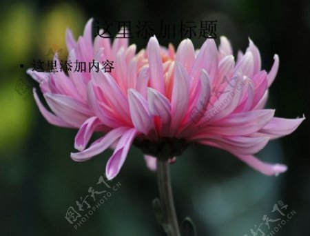 美丽的菊花8