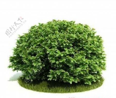 国外精品植物树木灌木3D模型105套3
