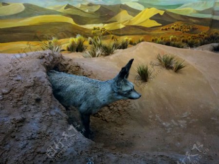 沙漠中的狼图片