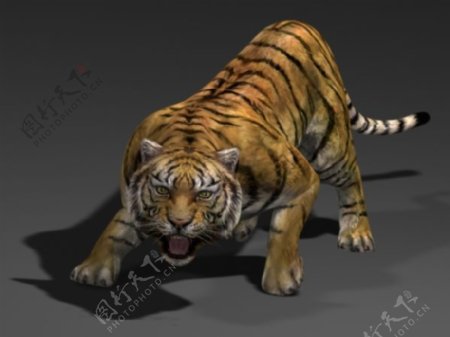 老虎模型