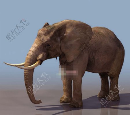 大象3d模型下载