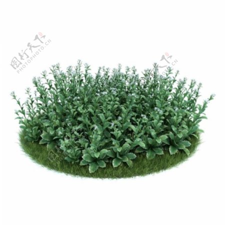 绿色草坪植物