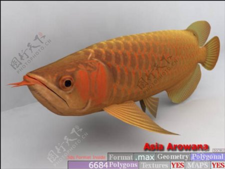 动物鱼类3d模型动植物模型免费下载3d模型免费下载35