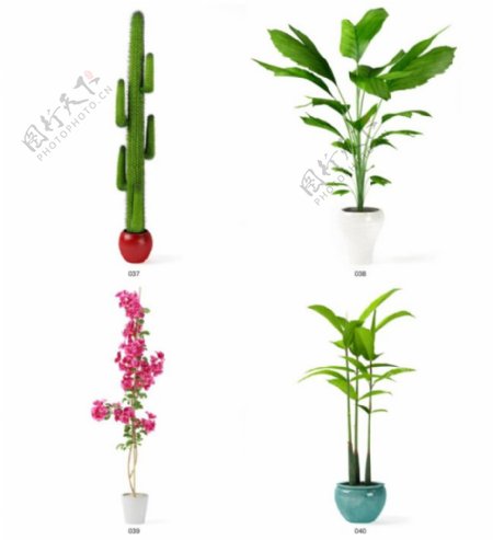 四款植物模型