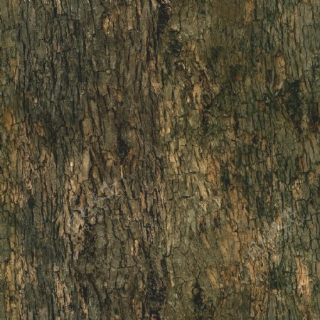 高精细椴树Tiliaplatyphyllos带贴图
