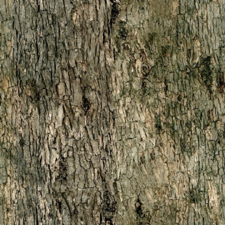 槭树Acer带贴图