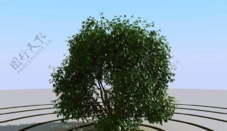 高精细灌木丛模型bush06