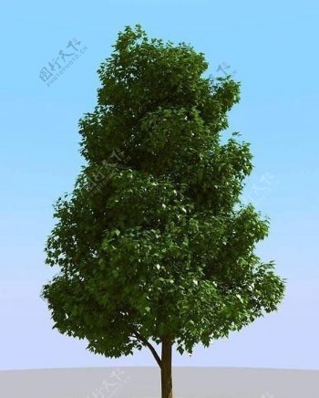 高精细常见的树木模型common01