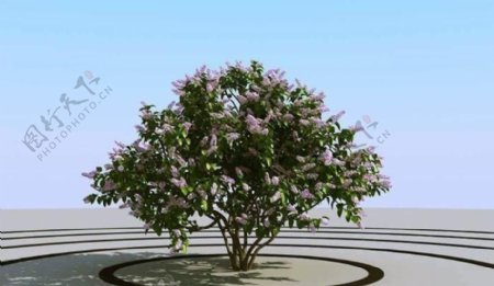 高精细丁香花树模型syringa05